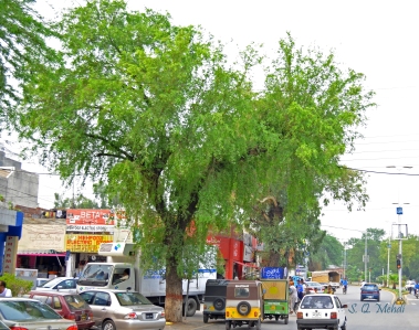 Jand tree on a Road side