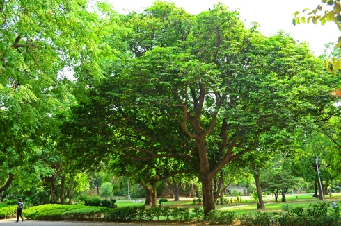 Gaab tree